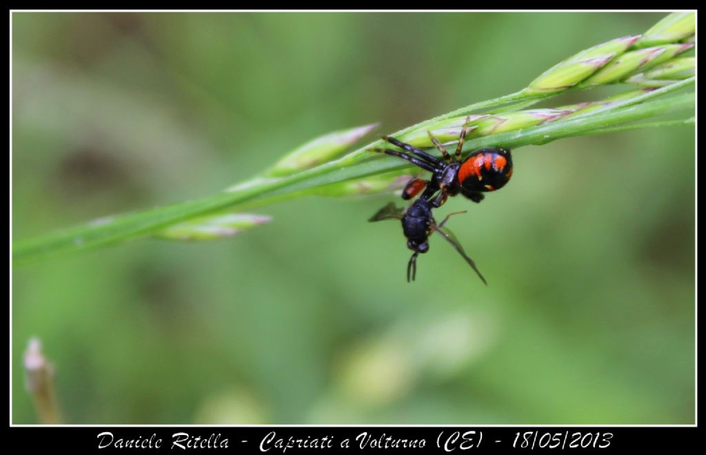 Synema globosum - Capriati a Volturno (CE)